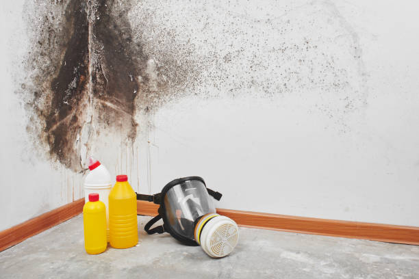Best Emergency Mold Remediation in Arlington, VA