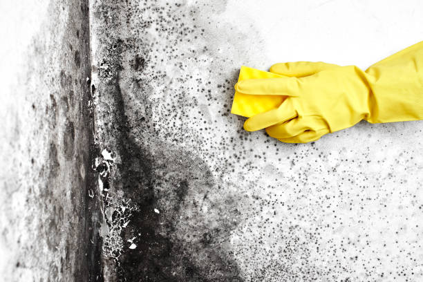  Arlington, VA Mold Removal Pros