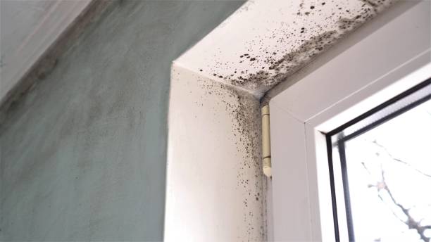 Best Bathroom Mold Remediation in Arlington, VA