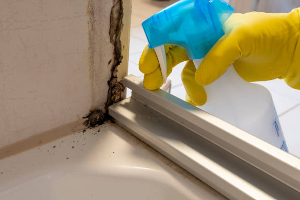 Best Residential Mold Remediation in Arlington, VA