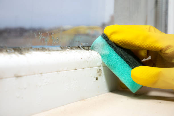 Best Post-Flood Mold Remediation in Arlington, VA