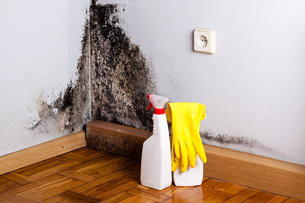Best Residential Mold Remediation in Arlington, VA