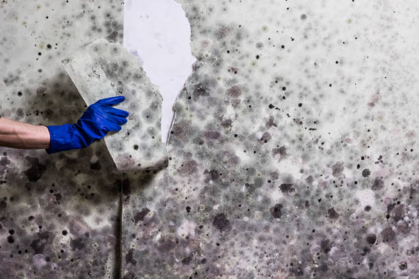 Best Health and Safety Mold Remediation in Arlington, VA