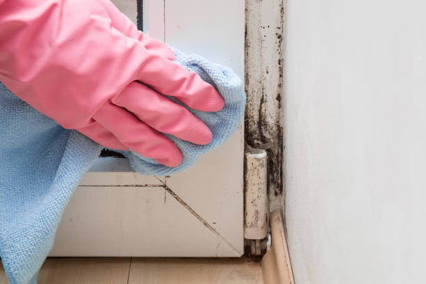 Best Localized Mold Remediation (e.g., coastal areas, humid climates) in Arlington, VA