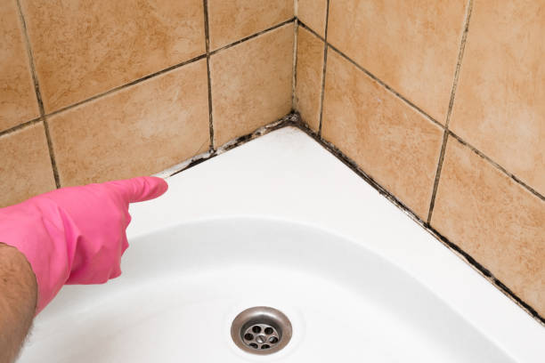 Best Kitchen Mold Remediation in Arlington, VA